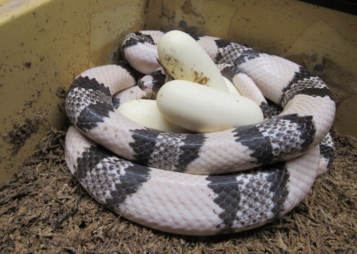 Ghost Honduran Milk Snake
